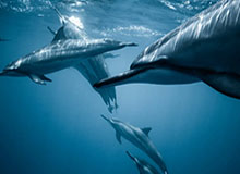 米乐官方网站-中国U20女足3-0领先越南！越南门将击球不远，曾雨佳轻松抽射破门